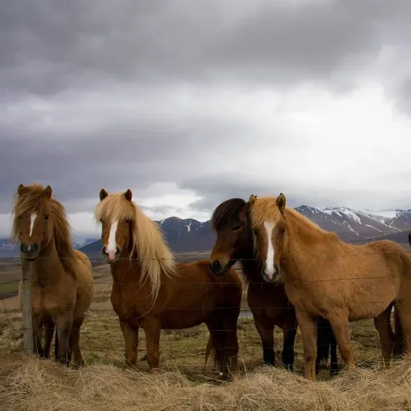 Icelandic horses